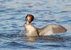 gcGrebe_280310b~0.jpg