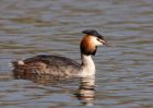 gcGrebe_280310g.jpg