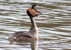 Filename=gcGrebe_280310k.jpg
Filesize=270KB
Dimensions=1000x715
Date added=Mar 29, 2010 gcGrebe_280310k.jpg
