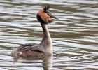 gcGrebe_280310k.jpg