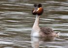 Filename=gcGrebe_280310l.jpg
Filesize=255KB
Dimensions=1000x714
Date added=Mar 29, 2010 gcGrebe_280310l.jpg