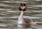 Filename=gcGrebe_280310m.jpg
Filesize=260KB
Dimensions=1000x714
Date added=Mar 29, 2010 gcGrebe_280310m.jpg