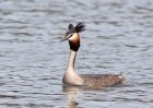 gcGrebe_280310o.jpg