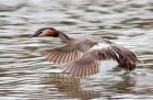 Filename=gcGrebe_280310q.jpg
Filesize=229KB
Dimensions=1000x654
Date added=Mar 29, 2010 gcGrebe_280310q.jpg
