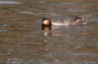 Filename=gcGrebe_280310t.jpg
Filesize=251KB
Dimensions=1000x659
Date added=Mar 29, 2010 gcGrebe_280310t.jpg