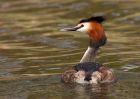 gcGrebe_280310zb.jpg