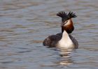 gcGrebe_280310ze.jpg