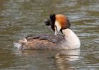 gcGrebe_280310zzw.jpg