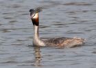 Filename=gcGrebe_280310zzz.jpg
Filesize=206KB
Dimensions=1000x715
Date added=Apr 05, 2010 gcGrebe_280310zzz.jpg