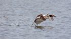 Filename=gcGrebe_280310zzzb.jpg
Filesize=227KB
Dimensions=1000x554
Date added=Apr 05, 2010 gcGrebe_280310zzzb.jpg