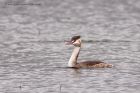 Filename=gcGrebe_280912a.jpg
Filesize=171KB
Dimensions=900x600
Date added=Nov 25, 2012 gcGrebe_280912a.jpg