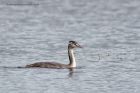 gcGrebe_280912b.jpg