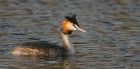 gcGrebe_290118c.jpg