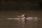 Filename=gcGrebe_310312d.jpg
Filesize=242KB
Dimensions=1000x667
Date added=Apr 12, 2012 gcGrebe_310312d.jpg