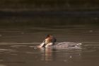 gcGrebe_310312j.jpg