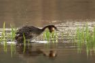 gcGrebe_310314i.jpg