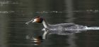 gcGrebe_310314j.jpg