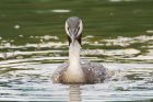 gcGrebe_LongtonBC_220621b.jpg