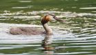 gcGrebe_LongtonBC_220621c.jpg