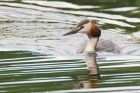 gcGrebe_LongtonBC_220621d.jpg