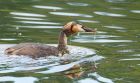 gcGrebe_LongtonBC_220621e.jpg