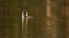 gcGrebes_020410a.jpg