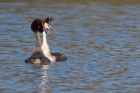 gcGrebes_020410e.jpg