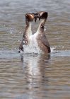 Filename=gcGrebes_030410h.jpg
Filesize=239KB
Dimensions=714x1000
Date added=Apr 11, 2010 gcGrebes_030410h.jpg