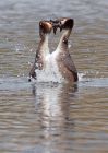 gcGrebes_030410h.jpg