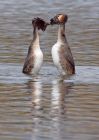 gcGrebes_030410n.jpg