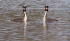 gcGrebes_030410x.jpg