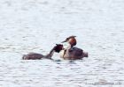 gcGrebes_080510e.jpg