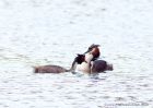 gcGrebes_080510g.jpg