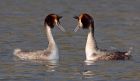 gcGrebes_280310a~1.jpg