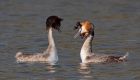 gcGrebes_280310d.jpg