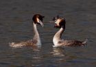 gcGrebes_280310e.jpg