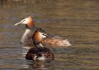 gcGrebes_280310h.jpg