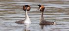 gcGrebes_280310l.jpg