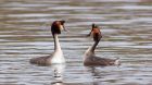 Filename=gcGrebes_280310m.jpg
Filesize=258KB
Dimensions=1000x562
Date added=Mar 29, 2010 gcGrebes_280310m.jpg