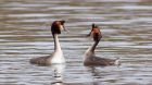 gcGrebes_280310m.jpg