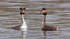 gcGrebes_280310n.jpg