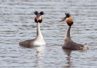 gcGrebes_280310o.jpg