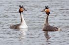 gcGrebes_280310p.jpg