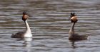 gcGrebes_280310s.jpg