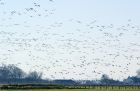 geese_130208e.jpg