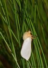 ghostMoth_260610b.jpg