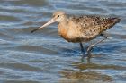 godwit_270815a.jpg