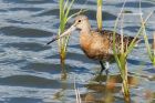 Filename=godwit_270815i.jpg
Filesize=314KB
Dimensions=1200x800
Date added=Dec 20, 2015 godwit_270815i.jpg