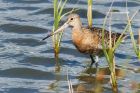 godwit_270815i.jpg