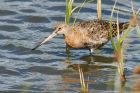 godwit_270815k.jpg